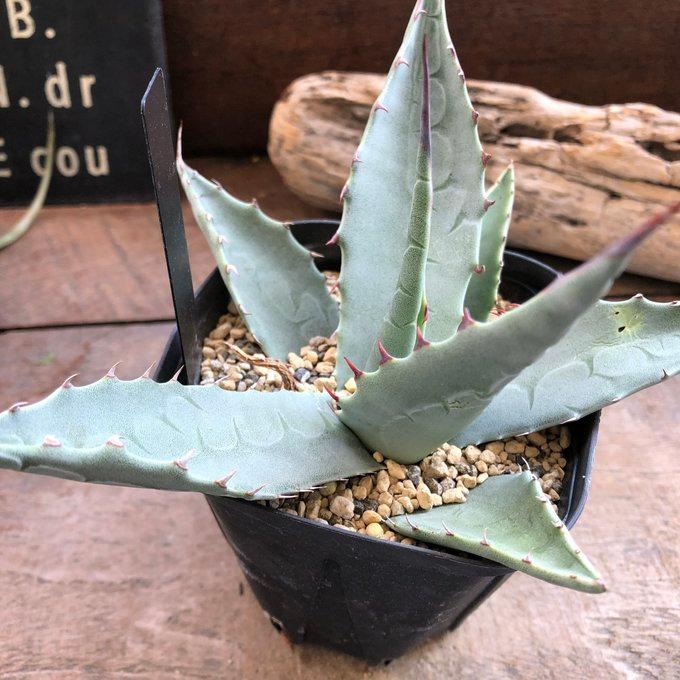 アガベ ハバディアーナ トゲ 多肉植物 ガーデン : パリジェンヌ - 通販 