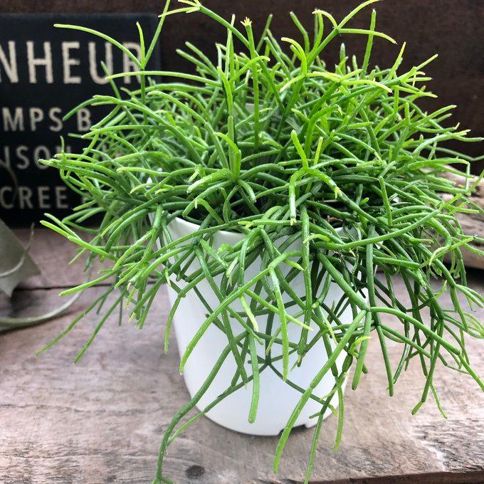 NO.1 リプサリス もりもり 白鉢 多肉植物 インテリア（Yahoo!・パリジェンヌ）