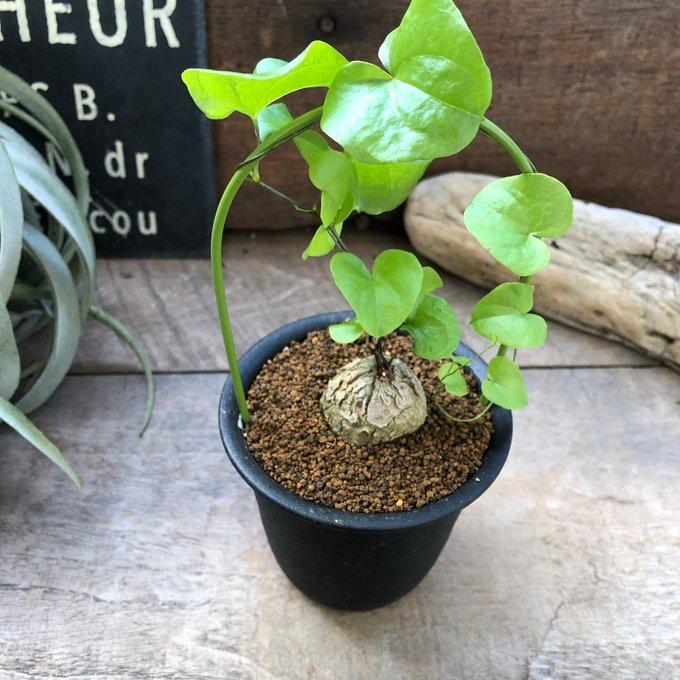 亀甲竜 アーチ仕立て 希少 塊根植物 ハートの葉っぱ ディオスコリア