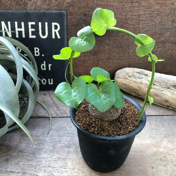 亀甲竜、仕立て株！③ 亀甲竜(きっこうりゅう) 【多肉植物 2.5～3号ポット苗 つる性の多肉