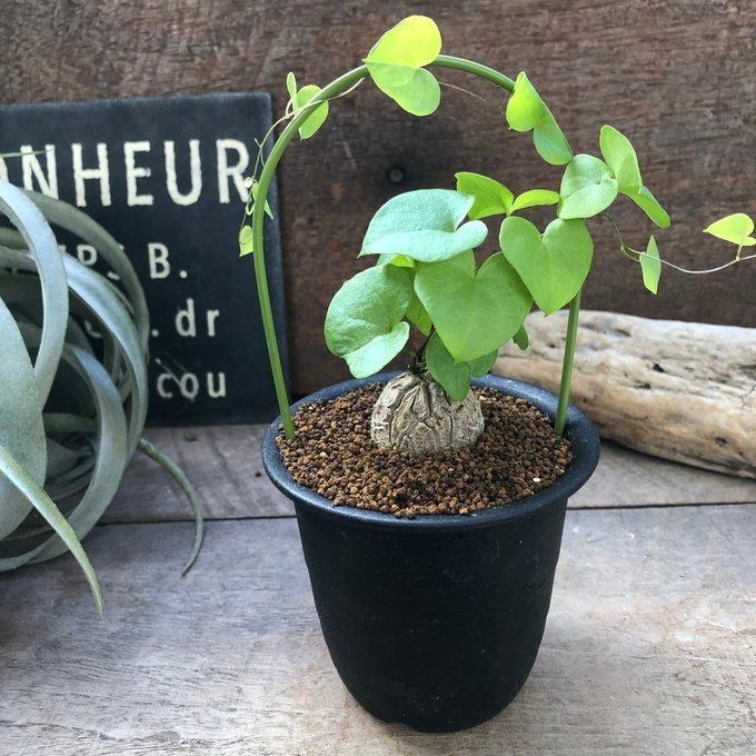 亀甲竜 アーチ仕立て 希少 塊根植物 ハートの葉っぱ ディオスコリア