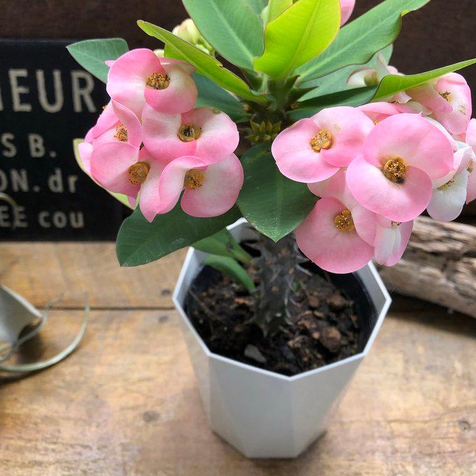 ハナキリン 八福神 多肉植物インテリア ガーデニング : パリジェンヌ