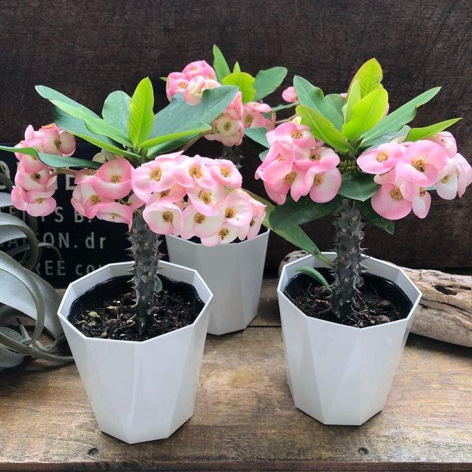 ハナキリン 八福神 多肉植物インテリア ガーデニング : パリジェンヌ