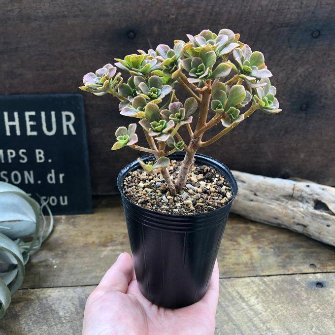 チョコチップ アエオニウム 多肉植物 おしゃれ : パリジェンヌ - 通販