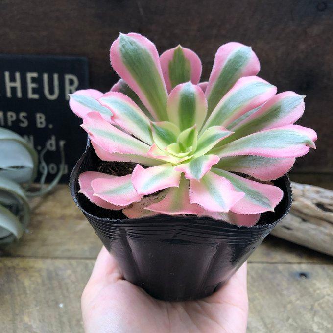 多肉植物アエオニウム ❤︎ ピンクウィッチ 〜13頭以上～大群生 プーケ型 ピンクウィッチ アエオニウム 多肉植物 ピンク : パリジェンヌ