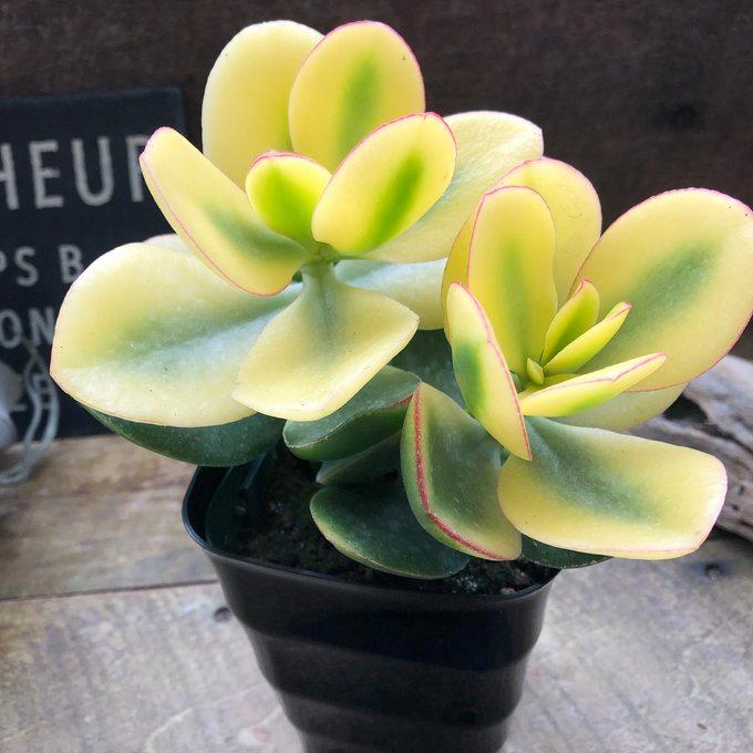 メローイエロー錦　覆輪斑　希少　カット苗　多肉植物　匿名配送 斑入り花月 4号 斑入り 多肉植物 成金草 黄金花月 : パリジェンヌ