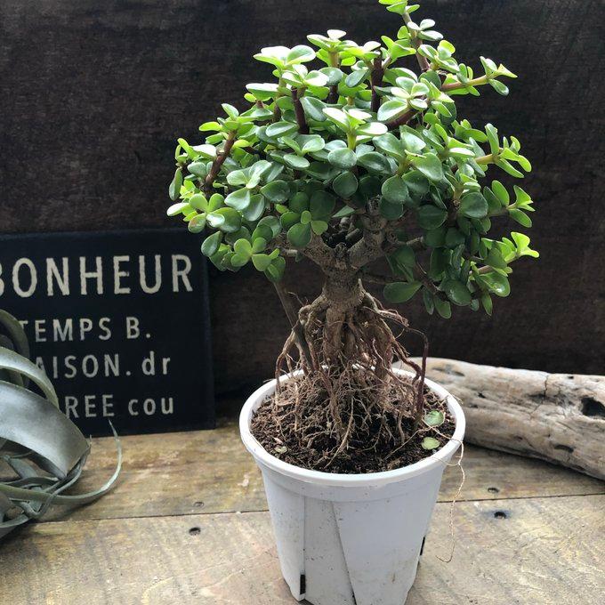 雅楽の舞 幹立ち ポーチュラカリア 多肉植物 : パリジェンヌ - 通販