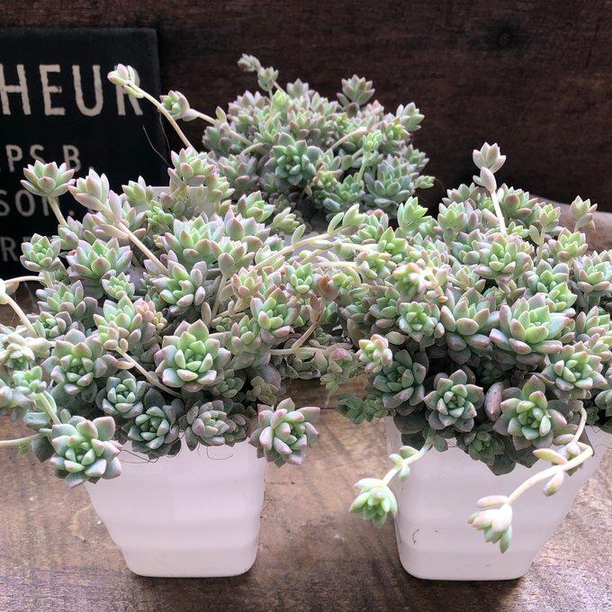 もりもり プロリフェラ セダム 多肉植物 : パリジェンヌ - 通販