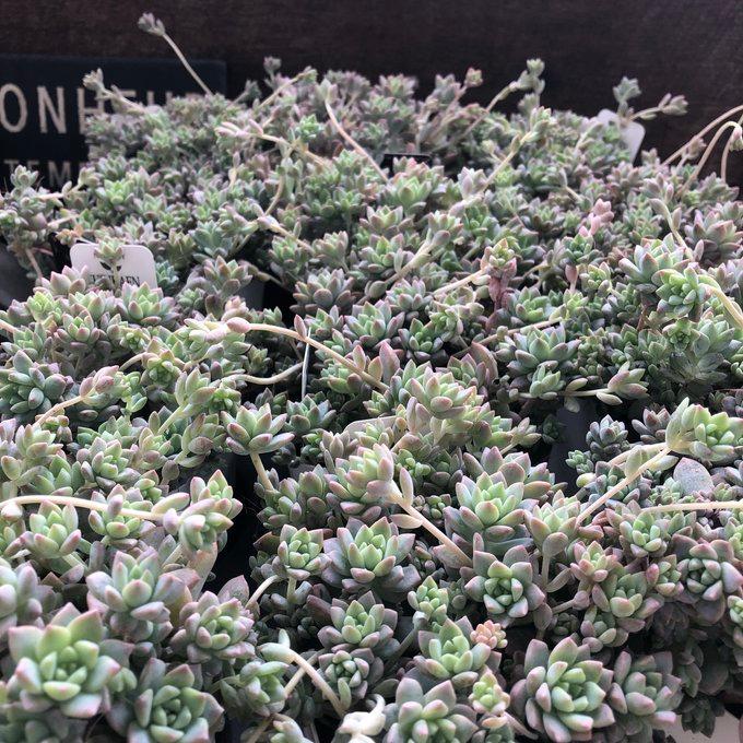 もりもり プロリフェラ セダム 多肉植物 : パリジェンヌ - 通販
