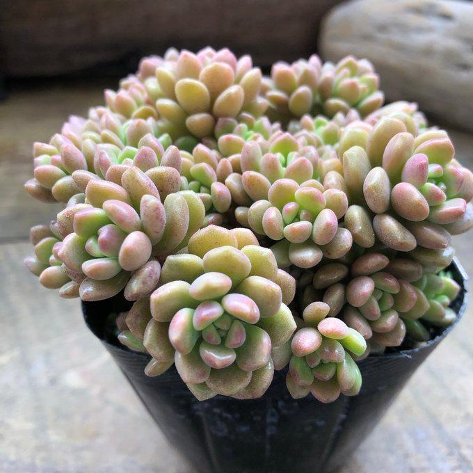 スプリングワンダー×姫愁麗 多肉植物 セダム インテリア ガーデニング
