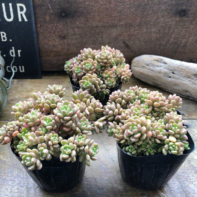 スプリングワンダー×姫愁麗 多肉植物 セダム インテリア ガーデニング