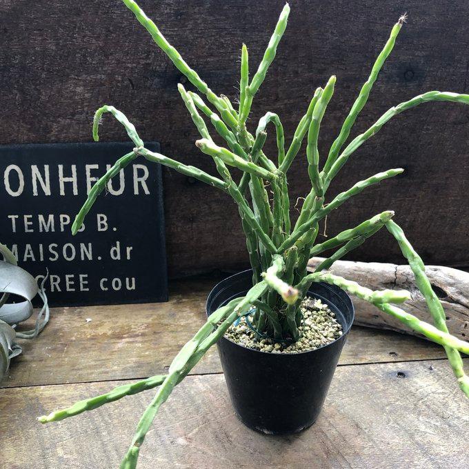 リプサリス　パラドクサ　カット苗Ｄ　観葉植物 パラドクサ リプサリス 3.5号 垂れ下がり 多肉植物 : パリジェンヌ