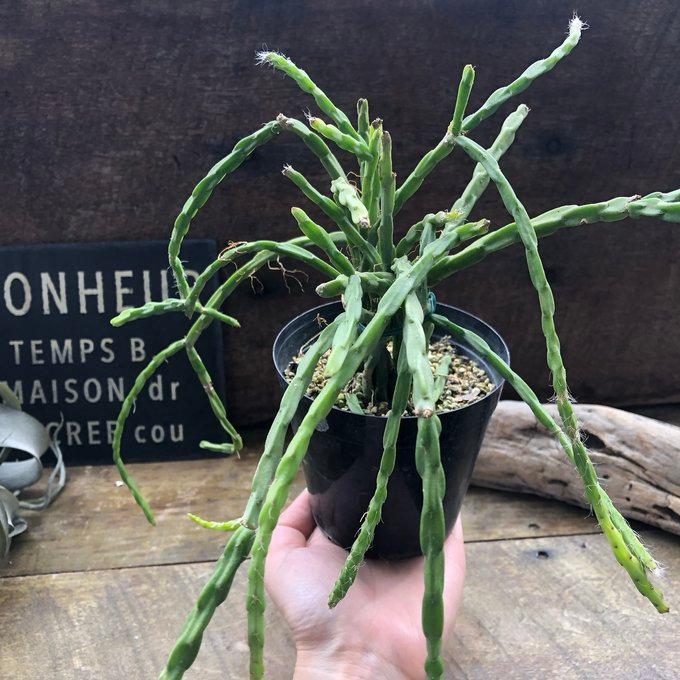 パラドクサ リプサリス 3.5号 垂れ下がり 多肉植物 : パリジェンヌ