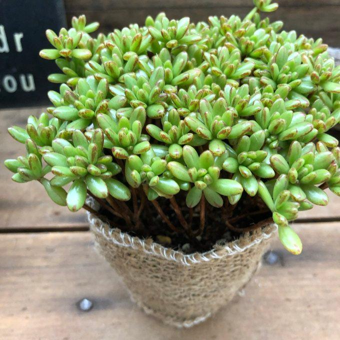 小人の祭り 多肉植物 もりもり インテリア : パリジェンヌ - 通販