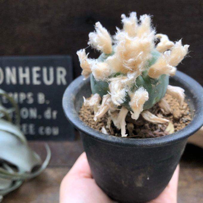 鳥羽玉】 ロフォフォラ ペヨーテ サボテン 多肉植物 ロホホラ : パリ
