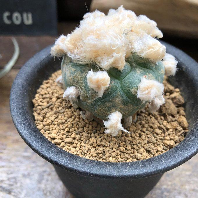 鳥羽玉】 ロフォフォラ ペヨーテ サボテン 多肉植物 ロホホラ : パリ