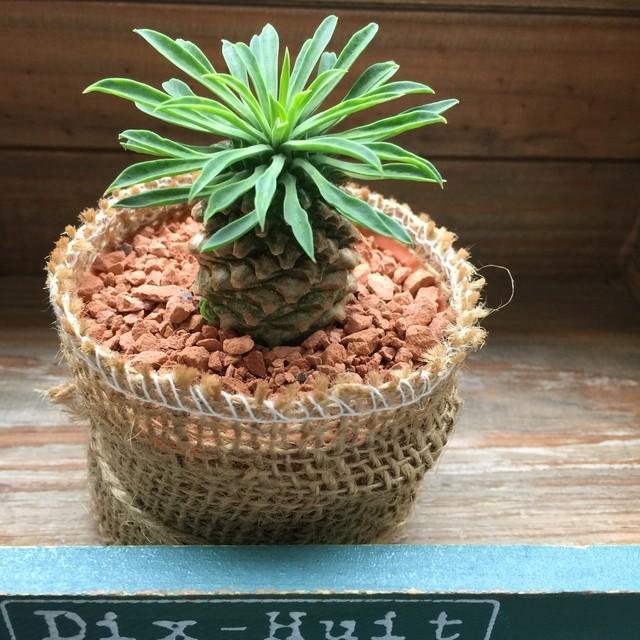 多肉植物 ソテツキリン パイナップルコーン蘇鉄麒麟 多肉植物 ユーフォルビア U 001 サニーヤフーショッピング店 通販 Yahoo ショッピング