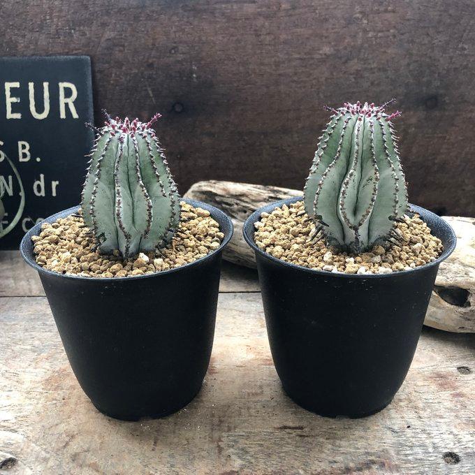 白衣ポリゴナ ユーフォルビア 多肉植物 立派 インテリア : パリ