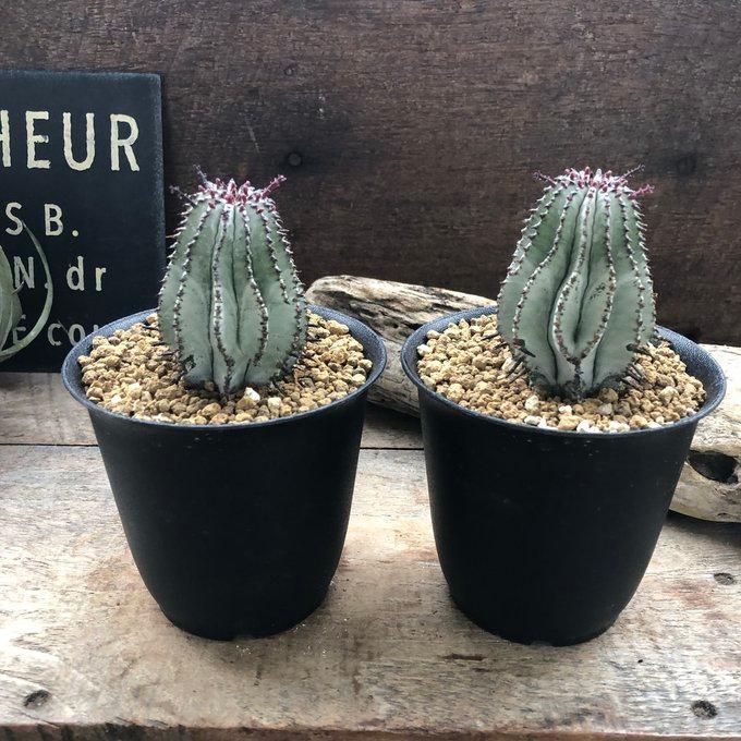 白衣ポリゴナ ユーフォルビア 多肉植物 立派 インテリア : パリ