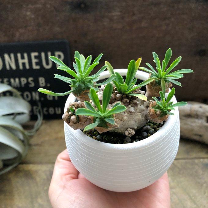 峨眉山 ユーフォルビア 多肉植物 インテリア おしゃれ : パリジェンヌ