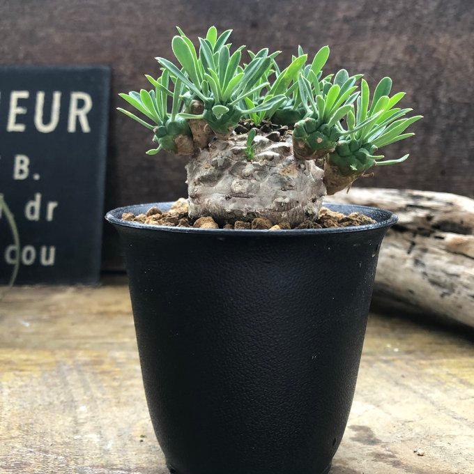 峨眉山 ユーフォルビア 多肉植物 インテリア おしゃれ : パリジェンヌ