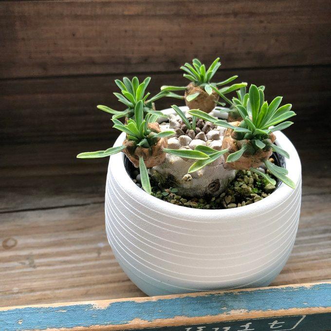 峨眉山 ユーフォルビア 多肉植物 インテリア おしゃれ : パリジェンヌ