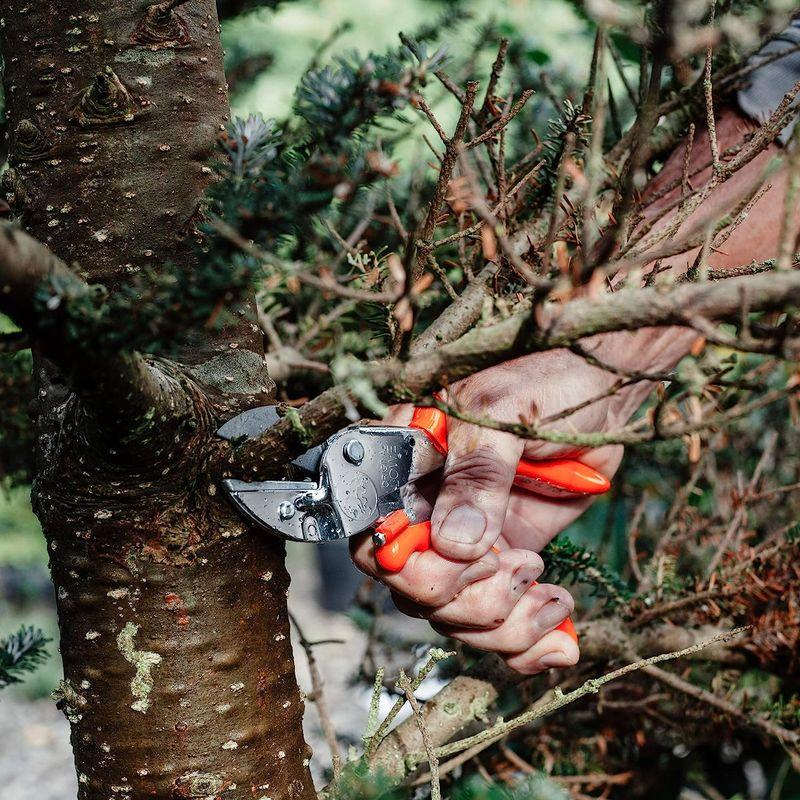 LOWE ライオン 剪定鋏 アンビル 1107 手に馴染む カーブ形状ハンドル ライオン 剪定鋏 アンビル 手に馴染む カーブ形状ハンドル