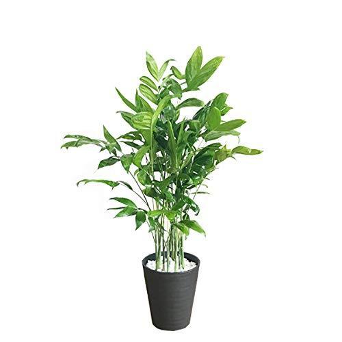 高性チャメドレア Pcパーツ 観葉植物 本物 スマホ タブレット パソコン ブラックセラアート鉢 照明の灯りだけでも育ち ヤシの木 日陰や寒さに強い やしの木 インテリア A B01hmgjyns 2413 Sunset