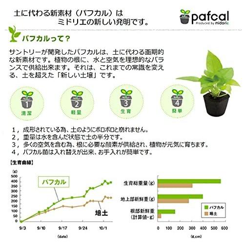 日本に ミドリエ デザイン シリーズ お手入れ簡単 底面給水ポット 土を超える土壌 パフカル 苗 寄せ植え 観葉植物 イージーポットu ホワイト テーブルヤシ Shipsctc Org