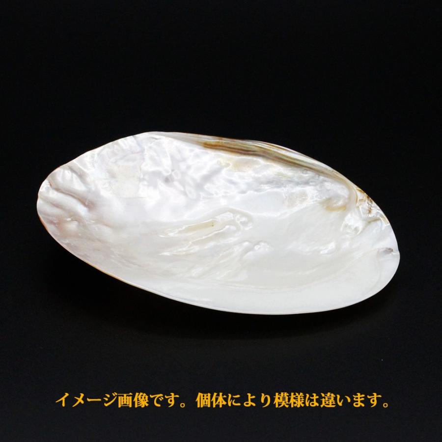 ピュアシェル パールシェル（いけちょう貝、池蝶貝） セージ 浄化用 2A
