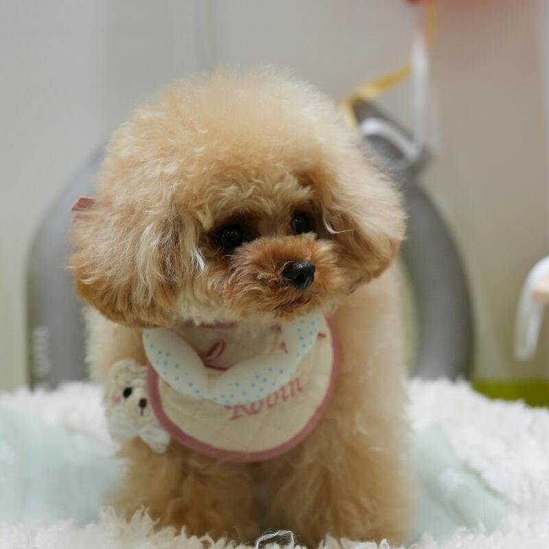 SUO SUO(R) 公式2026年新商品 Made ln Japan SUO 18°ICE for dogs