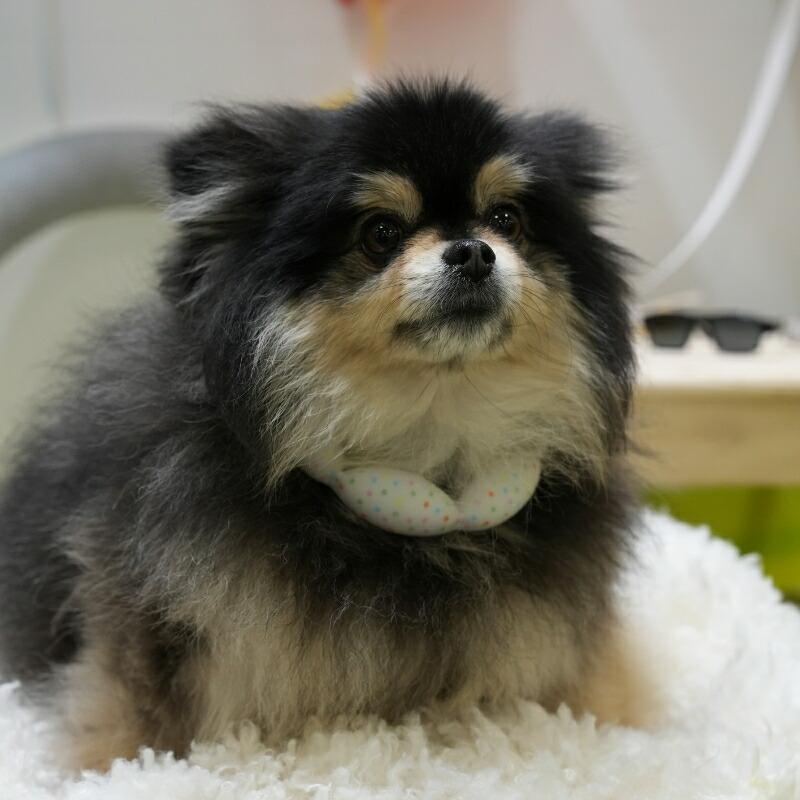 SUO SUO(R) 公式2026年新商品 Made ln Japan SUO 18°ICE for dogs