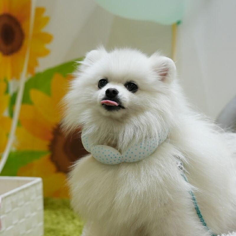 SUO SUO(R) 公式2026年新商品 Made ln Japan SUO 18°ICE for dogs