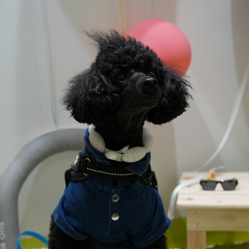 SUO SUO(R) 公式2026年新商品 Made ln Japan SUO 18°ICE for dogs