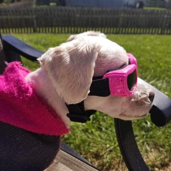 PETLESO 犬サングラス 小型犬用ゴーグル 紫外線対策 散歩 お出かけ用 ピンク｜supiyura｜06