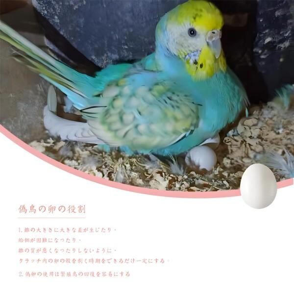 LYHMHAMY 偽卵 プラスチック卵 8個セッ 鳥おもちゃ インコ LYHMHAMY 偽卵 プラスチック卵 8個セッ 鳥おもちゃ インコ