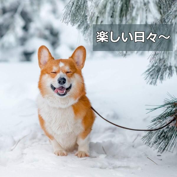 OTOKU 犬用レインコート 快適 いい素材 レインコート ペットレインコート カッパ 犬用合羽 小型犬｜supiyura｜09
