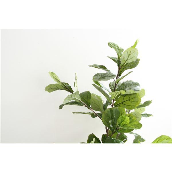 観葉植物 造花 幅80×奥行80×高さ155cm フィカス カシワバゴム インテリアグリーン リビング ダイニング インテリア雑貨〔代引不可〕 観葉植物 造花 インテリアグリーン リビング 幅80×奥行80×高さ155cm フィカス カシワバゴム ダイニング インテリア雑貨