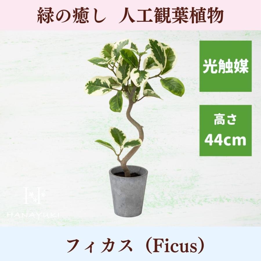 人工観葉植物 フェイクグリーン 卓上 フィカス アルテシマ ポット 高さ44cm フェイクグリーン ミニ 人工観葉植物 光触媒加工 Hanayuki Green Ficus44 01 Mono Natural 通販 Yahoo ショッピング