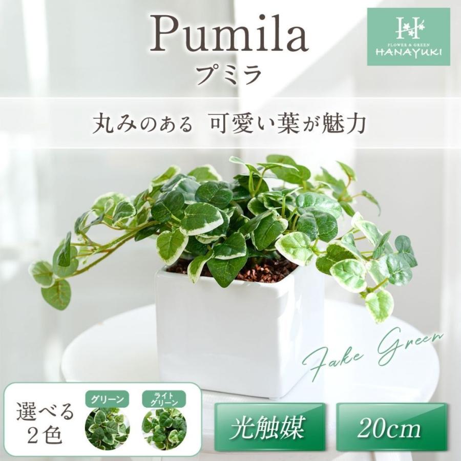 大注目 フェイクグリーン プミラ cm 光触媒加工 選べる２色 卓上サイズ 人工観葉植物 室内用 おしゃれ インテリア 開店祝い 父の日 プレゼント Hanayuki