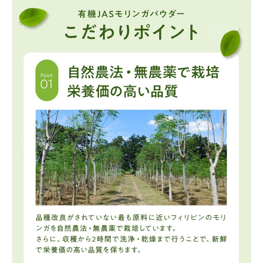 モリンガ パウダー 100g 3袋 フィリピン産 スーパーフード 青汁 有機
