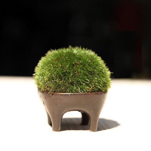 苔盆栽 子はりねずみ ブロンズ製 : surou web - 通販 - Yahoo 苔盆栽 子はりねずみ ブロンズ製 : surou web - 通販 - Yahoo