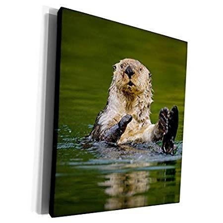 【通販激安】 Danita 3dRose Delimont wildli Otter Sea Island, Kodiak Alaska, - Wildlife - その他インテリア雑貨、小物