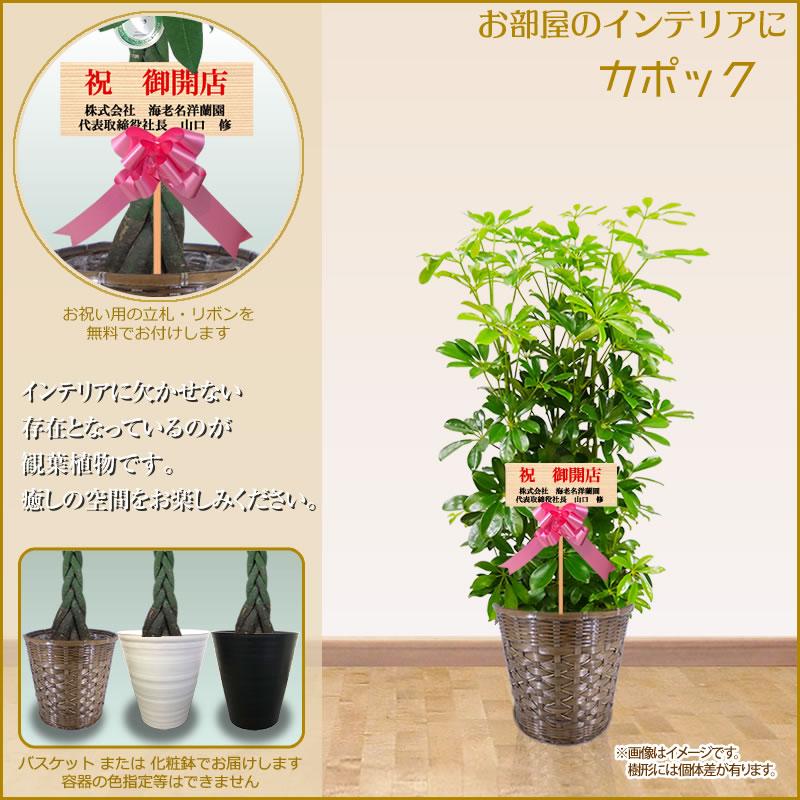 幸福の木 販売スタート 観葉植物 おしゃれ 選べる種類 8号鉢 100cm 送料無料 全国配送 北海道 沖縄は除く パキラ 幸福の木 お祝い 開店 移転 Ka8 Plant スタンド花専門 海老名洋蘭園 通販 Yahoo ショッピング