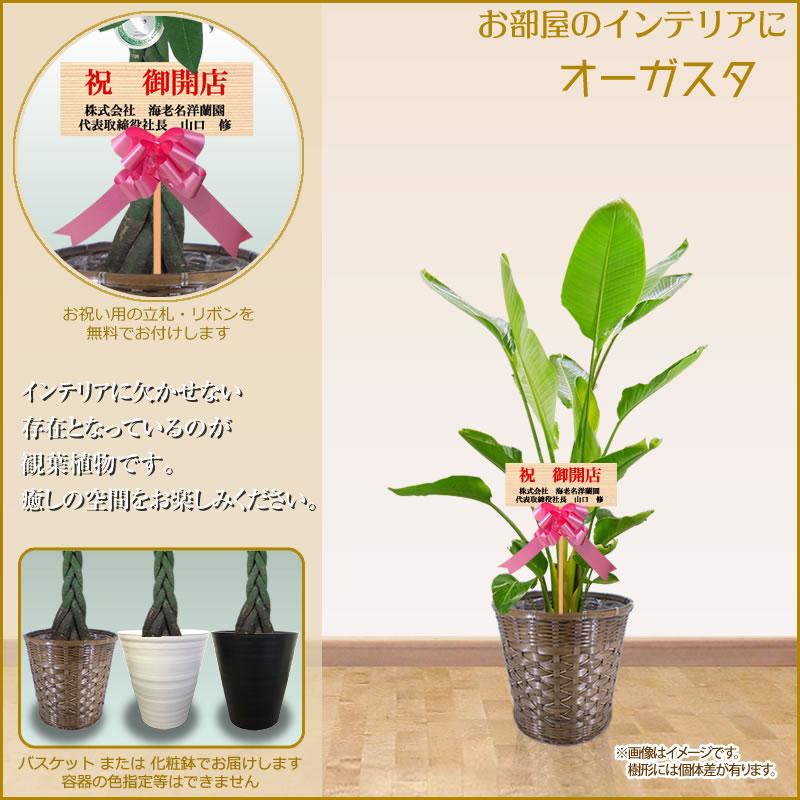 観葉植物 おしゃれ 選べる種類 8号鉢 100cm 送料無料 全国配送 北海道 沖縄は除く パキラ 幸福の木 お祝い 開店 移転 Ka8 Plant スタンド花専門 海老名洋蘭園 通販 Yahoo ショッピング
