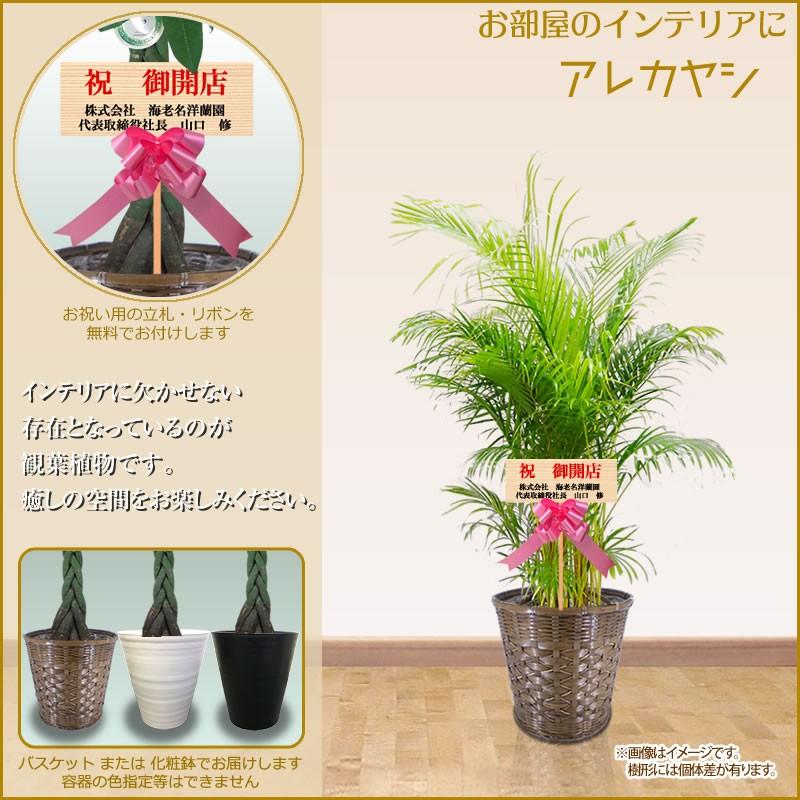 観葉植物 おしゃれ 選べる種類 10号(160cm〜) 宅配便での配送※一部除く 