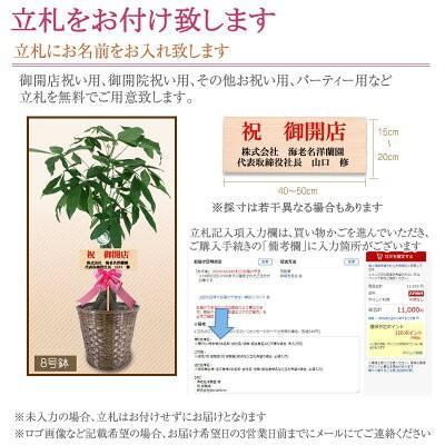 観葉植物 おしゃれ 選べる種類 10号 160cm 送料無料 全国へ宅配お届け 一部除く パキラ 幸福の木 お祝い 開店 移転 Ka Plant000 スタンド花専門 海老名洋蘭園 通販 Yahoo ショッピング