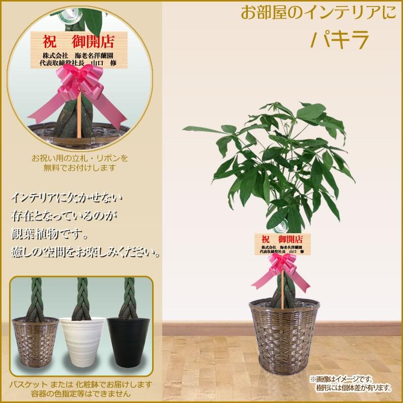 観葉植物 おしゃれ 選べる種類 10号(160cm〜) 宅配便での配送※一部除く 