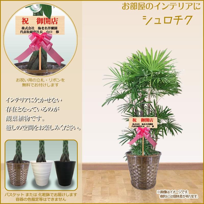 観葉植物 おしゃれ 選べる種類 10号(160cm〜) 宅配便での配送※一部除く 