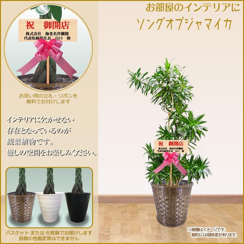 観葉植物 おしゃれ 選べる種類 10号 160cm 送料無料 全国へ宅配お届け 一部除く パキラ 幸福の木 お祝い 開店 移転 Ka Plant000 スタンド花専門 海老名洋蘭園 通販 Yahoo ショッピング